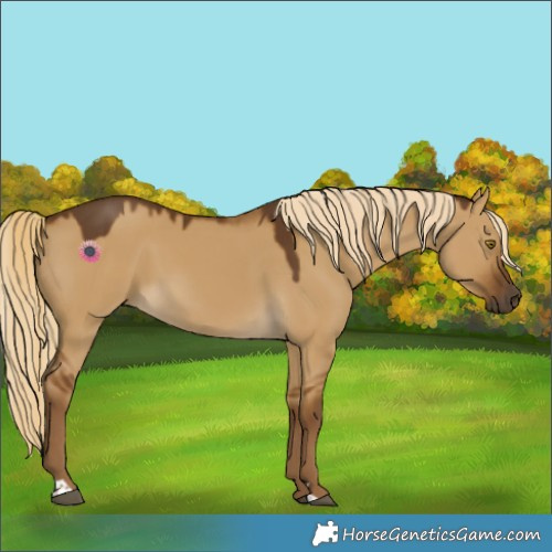 Horse Color:Chocolate Palomino Dun 
