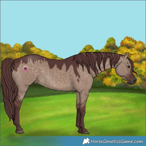 Horse Color:Chocolate Brown Dun