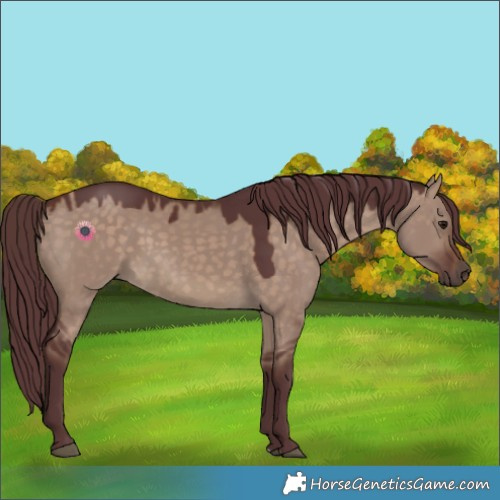 Horse Color:Chocolate Brown Dun 