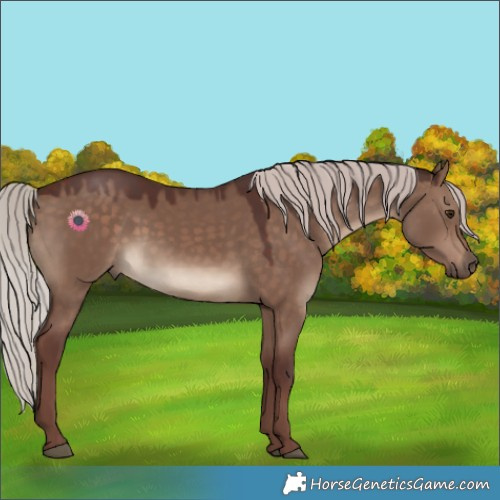 Horse Color:Chocolate Silver Brown Dun 