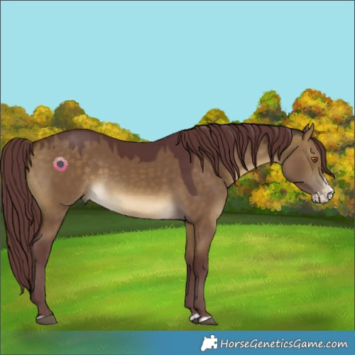 Horse Color:Chocolate Buckskin Dun Splash