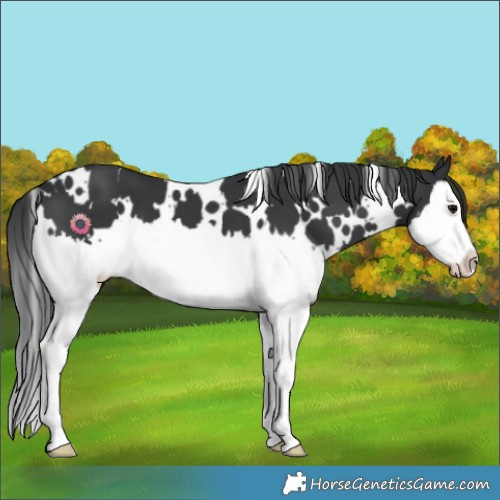 Horse Color:White Spotted Black Splash 