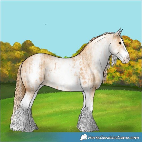 Horse Color:White Spotted Red Dun Rabicano  and White Spotted Red Dun Splash Rabicano 