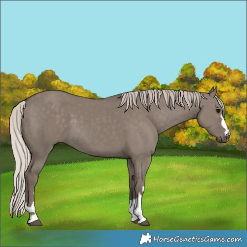 Horse Color:Silver Grullo