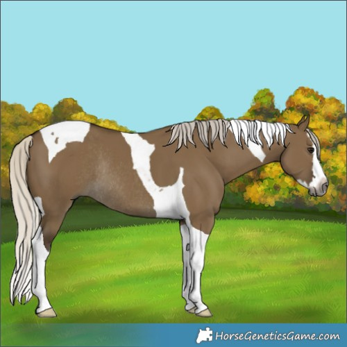 Horse Color:Gray Silver Smoky Grullo Splash Tobiano Rabicano 