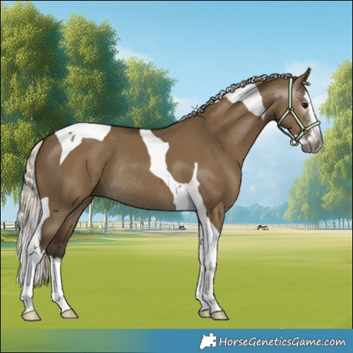 Horse Color:Gray Silver Smoky Grullo Splash Tobiano Rabicano 