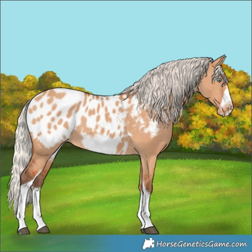 Horse Color:Silver Bay Dun Tobiano Frame Appaloosa Rabicano 