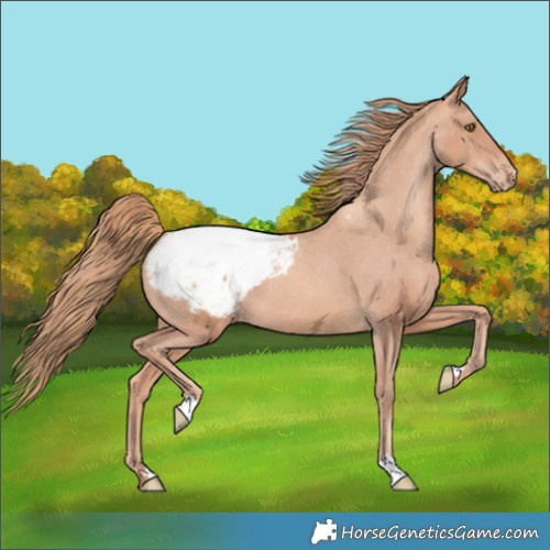 Horse Color:Gold Champagne Appaloosa 