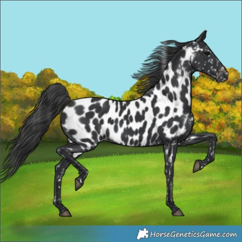 Horse Color:Black Appaloosa