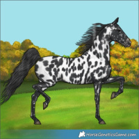 Horse Color:Black Appaloosa