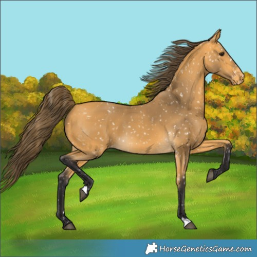 Horse Color:Buckskin Appaloosa 