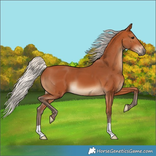 Horse Color:Silver Bay 