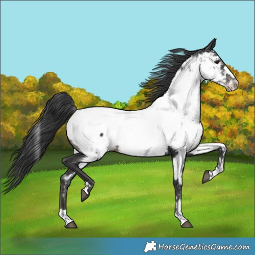 Horse Color:Black Appaloosa 