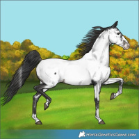 Horse Color:Black Near Fewspot 