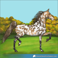 Horse Color:Buckskin Near Leopard Rabicano