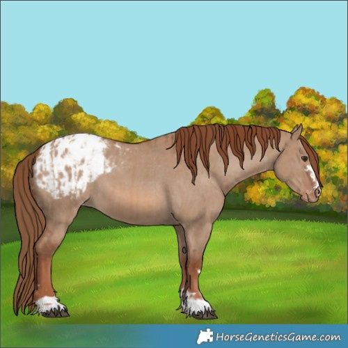Horse Color:Red Dun Blanket  and Red Dun Blanket 