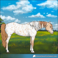 Horse Color:Red Dun Leopard  and Red Dun Near Leopard 