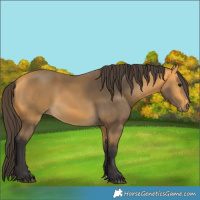 Horse Color:Buckskin