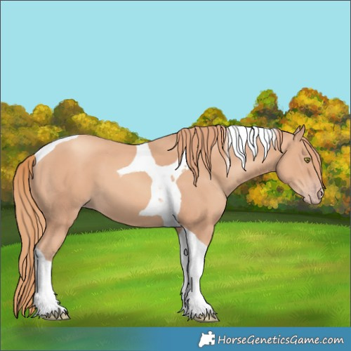 Horse Color:Gold Champagne Tobiano 