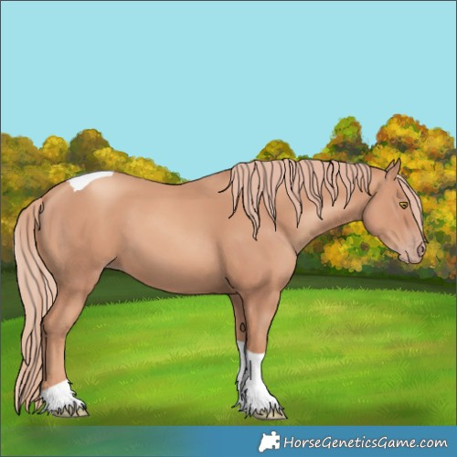 Horse Color:Gold Champagne Tobiano 