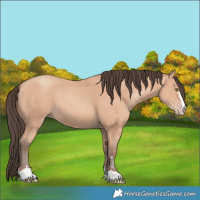 Horse Color:Amber Champagne 
