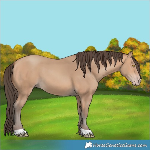 Horse Color:Amber Champagne 