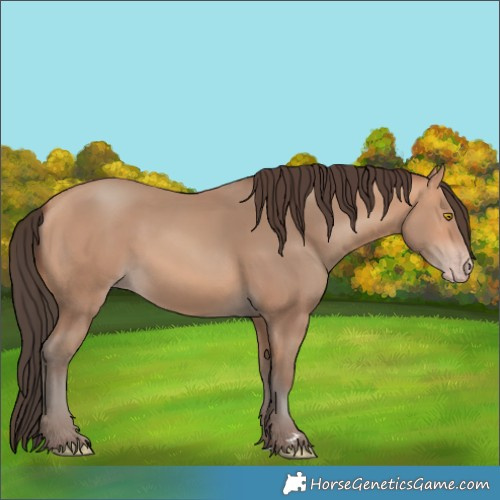Horse Color:Amber Champagne 