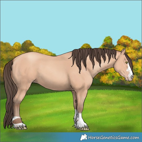 Horse Color:Amber Champagne 