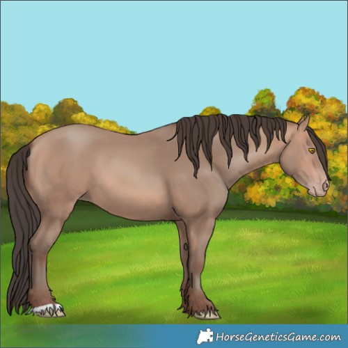 Horse Color:Amber Champagne 