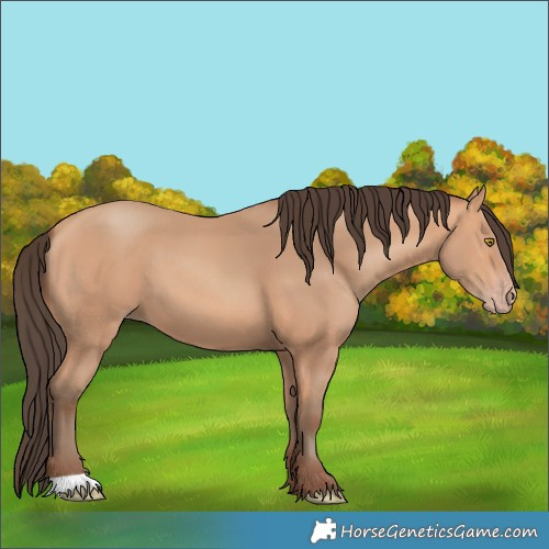 Horse Color:Amber Champagne 