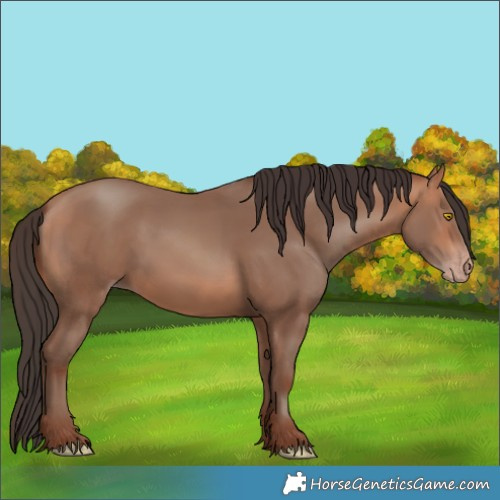 Horse Color:Amber Champagne 