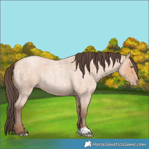 Horse Color:Amber Champagne Roan 