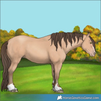 Horse Color:Amber Champagne 