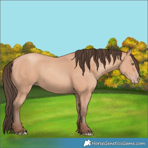 Horse Color:Amber Champagne 