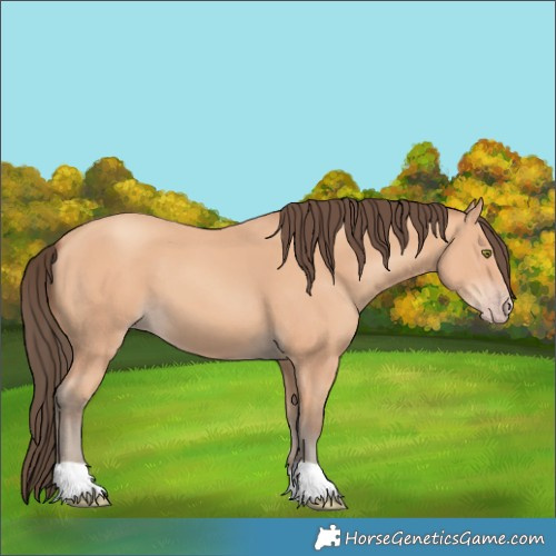 Horse Color:Amber Champagne 