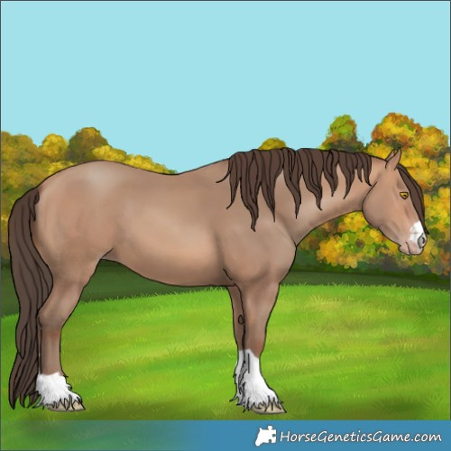 Horse Color:Amber Champagne 