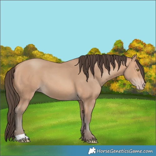 Horse Color:Amber Champagne 