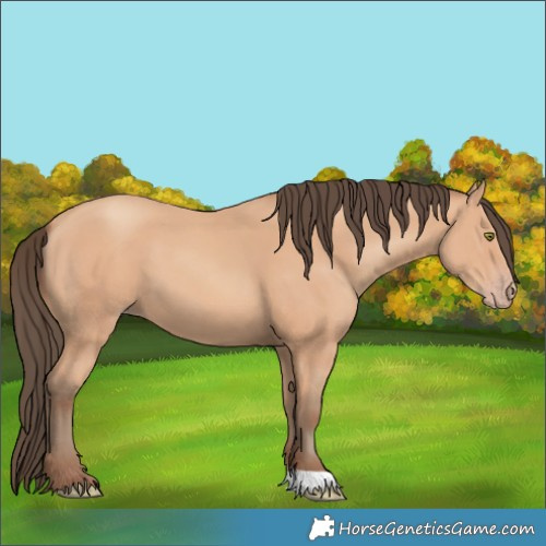 Horse Color:Amber Champagne 