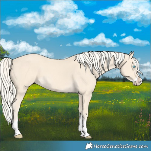 Horse Color:Cremello Splash  and Cremello Splash 