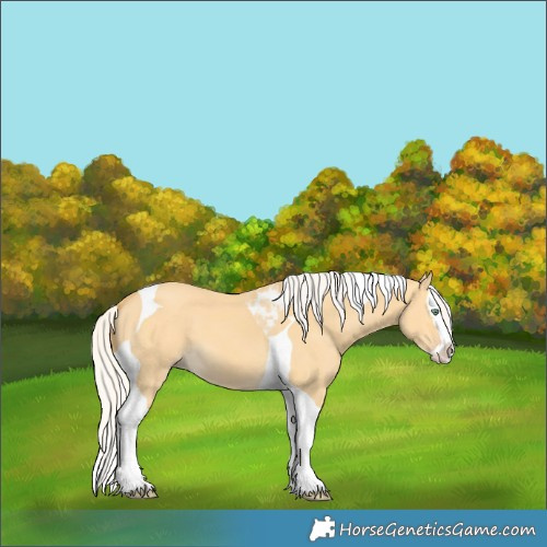 Horse Color:Silver Amber Cream Champagne Dun Splash Tobiano 