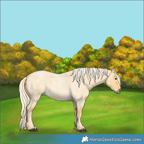 Horse Color:Palomino Roan Dun 