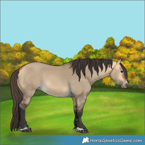 Horse Color:Buckskin Dun 