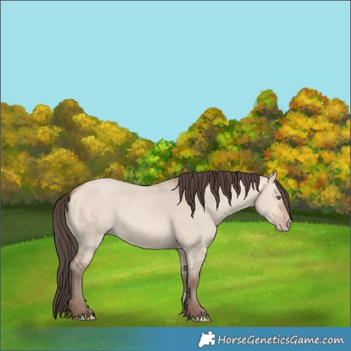Horse Color:Amber Champagne Dun 