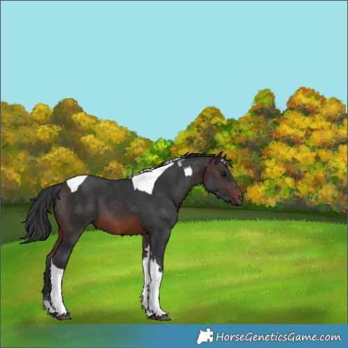 Horse Color:Brown Tobiano 