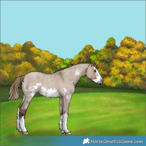 Horse Color:Liver Red Dun Roan Splash Frame 