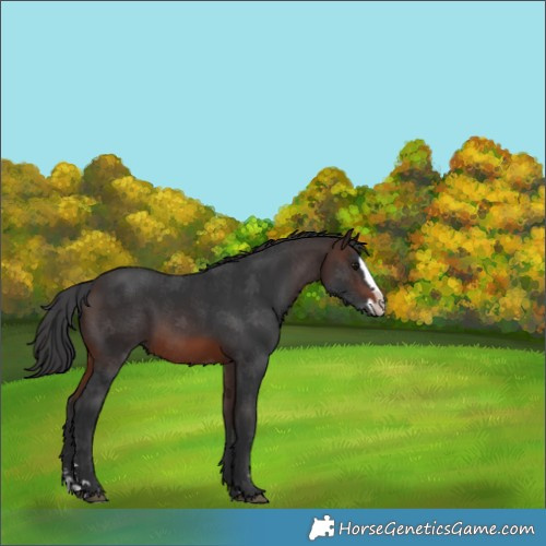 Horse Color:Brown Splash 