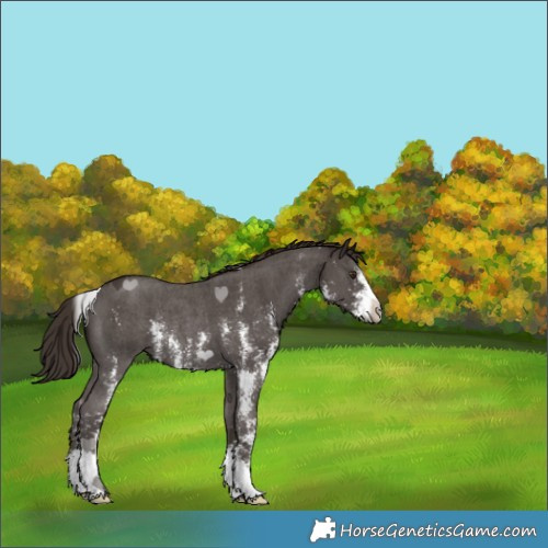 Horse Color:Liver Chestnut Sabino Rabicano 