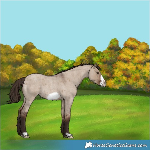 Horse Color:Liver Red Dun Roan Frame Rabicano 