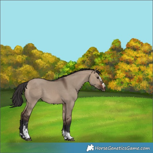 Horse Color:Brown Dun Splash Tobiano 