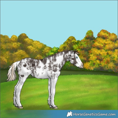 Horse Color:Liver Chestnut Sabino Splash